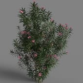 MT PM V85 Nerium oleander 02 03