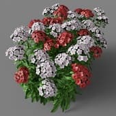 dianthus barbatus 020