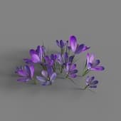 MT PM V91 Crocus sativus 01 03