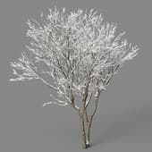 Lilac winter 1