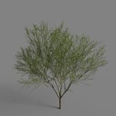 MT PM V79 Salix cheilophila 01 05