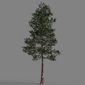 035 loblollypine Pine