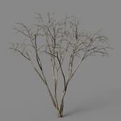 Malus Hybridus winter 02
