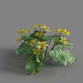 MT PM V65 Caltha palustris 01 03