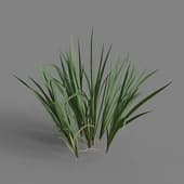 MT PM V65 Acorus calamus 01 04