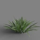 MT PM V78 Acorus calamus little 01 03