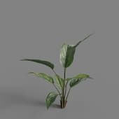 MT PM V62 Calathea ornata 01 04