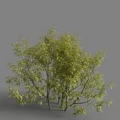 MT PM V76 Sambucus racemosa plumosa 01 05