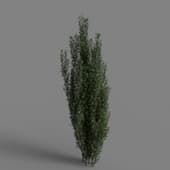 MT PM V85 Taxus baccata 01 06
