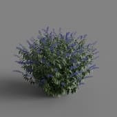 MT PM V66 Salvia guaranitica 01 04
