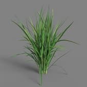 MT PM V38 Oryza sativa 01 03