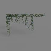 MT PM V68 Ipomoea nil 01 01