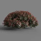 MT PM V58 Photinia fraseri 01 06