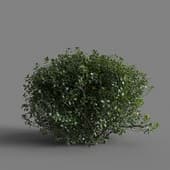 MT PM V77 Quercus coccifera 01 04