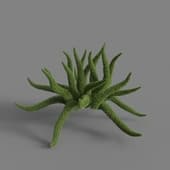 MT PM V66 Asparagus densiflorus 01 04