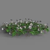 Anemone nemorosa 002
