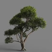 MT PM V77 Phillyrea latifolia 01 03