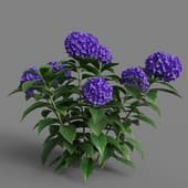 MT PM V66 Hydrangea macrophylla 01 01