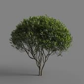 MT PM V77 Phillyrea angustifolia 01 04