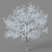 Fraxinus chinensis 01 01