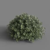 MT PM V60 Pittosporum tobira 01 03