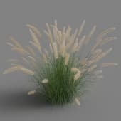 Pennisetum setaceum 01 07