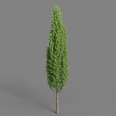 AM024 tree