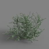 MT PM V65 Crataegus monogyna 01 01
