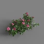 MT PM V80 Catharanthus roseus 01 06