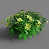 Oenothera missouriensis 037