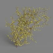 MT PM V68 Parthenocissus semicordata 01 04