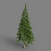 AM085 tree