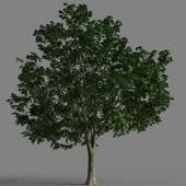 Acer platanoides 58-035