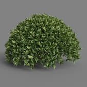 MT PM V38 Camellia sinensis 01 01