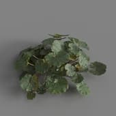 MT PM V82 Saxifraga stolonifera 01 05