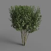 MT PM V28 Prunus laurocerasus 01 06