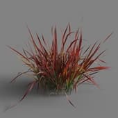 Imperata cylindrical rubra 01 08