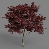 MT PM V55 Acer palmatum 01 05