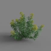 MT PM V65 Euphorbia palustris 01 05