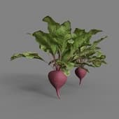 MT PM V38 Beets 01 05