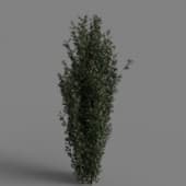 MT PM V85 Taxus baccata 01 03