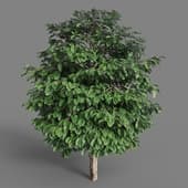 MT PM V38 Coffea arabica 01 01