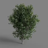 MT PM V77 Quercus coccifera 01 01