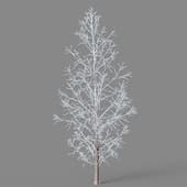 Metasequoia glyptostroboides 01 05winter