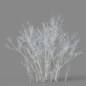 Acer negundo 01 03