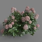 MT PM V70 Hydrangea macrophylla Crimson 01 05