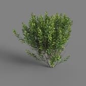 MT PM V28 Northern bayberry 01 04