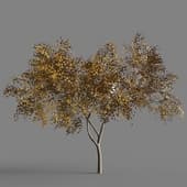 023 Alnus