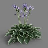 MT PM V55 Hosta francee 01 06