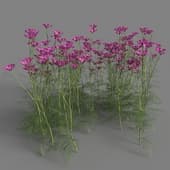Cosmos bipinnatus 05